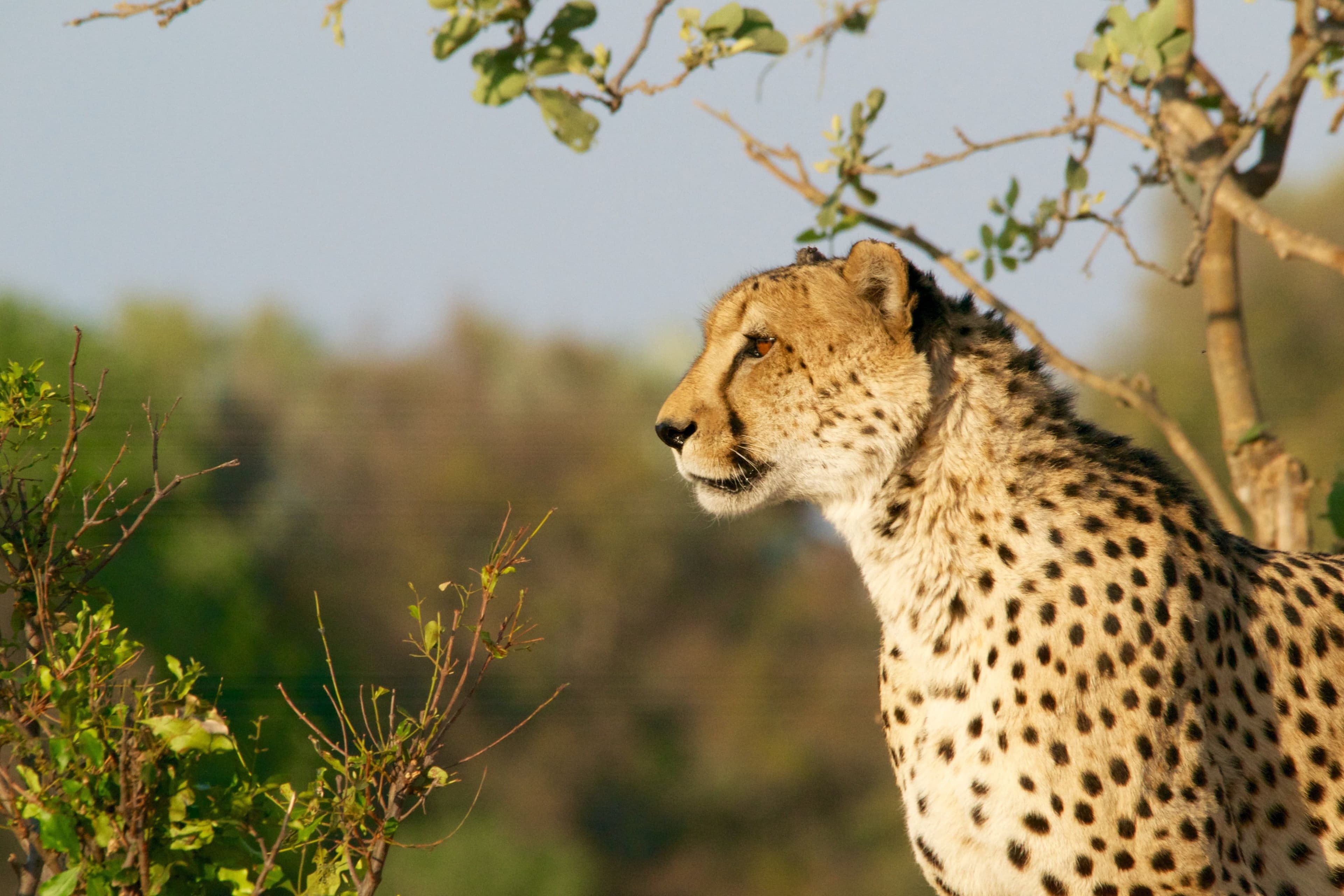 About hero image featuring the Maasai Mara scenery bustling with wildlife