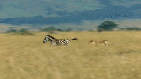 Animals leaping in the savannah Wild